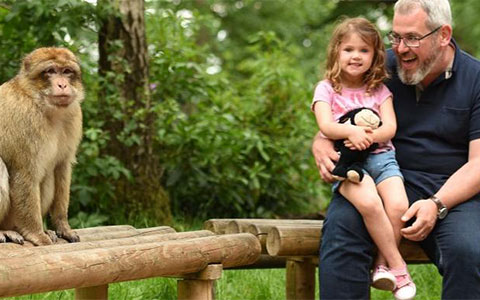 Monkey Forest